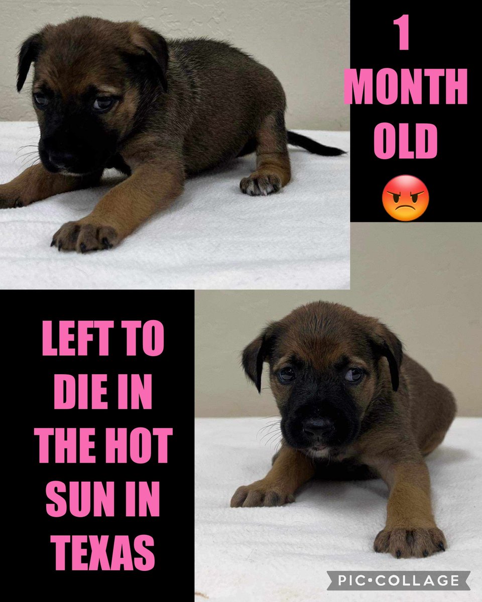 carawil17888192's tweet photo. Rescue interest needs pledges❗️ 

-0- in pledges needs pledges for vetting &amp; transport 

Can be EU for space at anytime.. 

Princess was found on a back road left to die at 1 month old in the hot sun 

Mix
F
1 mth
3.60lb
#A53724594 

Mt Pleasant Animal Shelter TX 
 #rescue https://t.co/rRqeS7nFaD