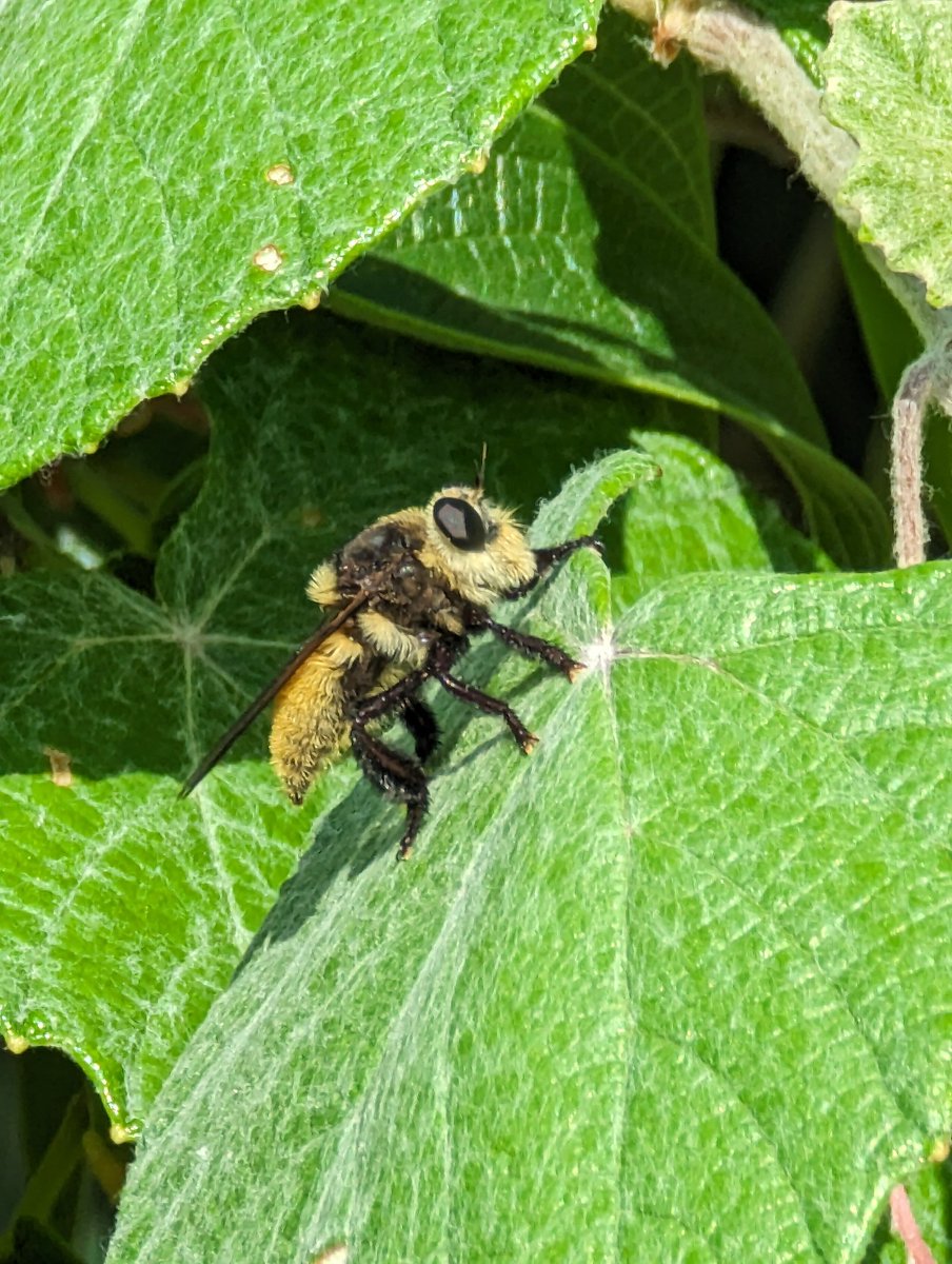 🏳️🌈Timo Wayman🇵🇷 tweet media