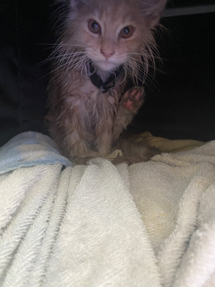 After bath 😂🤩❤️‍🔥 #mainecoon #mainecoons #mainecoonkitten #mainecooncat #mainecoonsoftiktok #mainecoonlovers #gingercat #gingerkitten #persian #persiankitten #norwegiancat #norwegianforestcat #norwegiankitten #norwegianforestkitten #siberiankitten #siberiancat #siberian #kitten