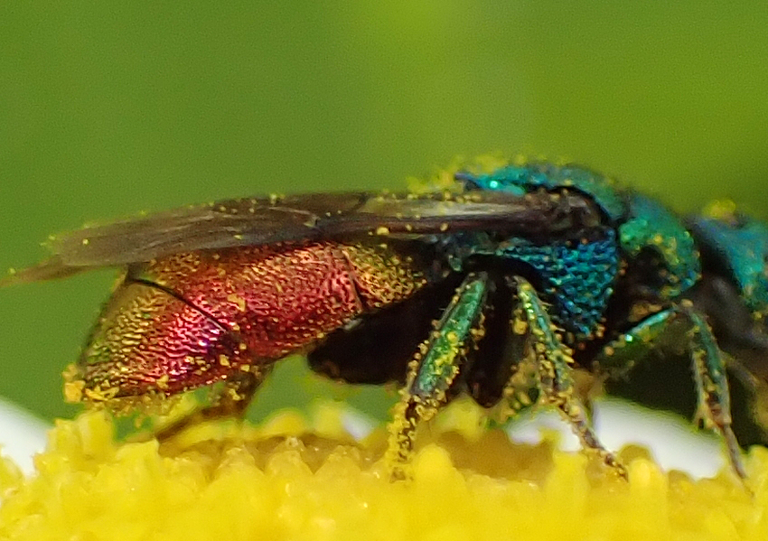 Dorset allotment today, on Scentless Mayweed. A male Hedychrum but should I just record it as Hedychrum niemelai agg.? <a href="/StevenFalk1/">Steven Falk</a>