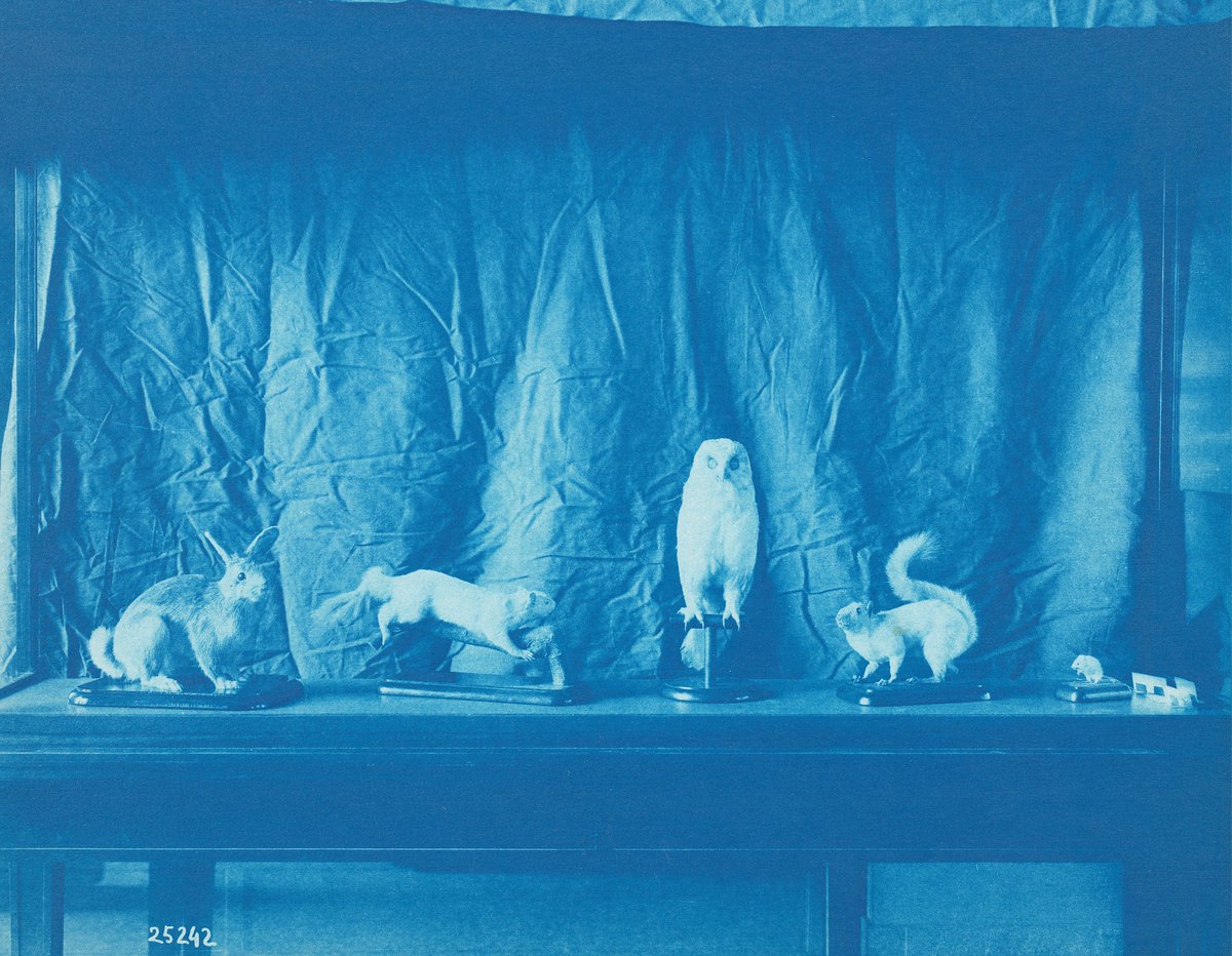 PublicDomainRev's tweet photo. Cyanotypes by Thomas Smillie (1843–1917) of the @Smithsonian's collection, by their very first curator of photography. More in our latest post: https://t.co/jc0W2NyamH https://t.co/zUurooQIkM