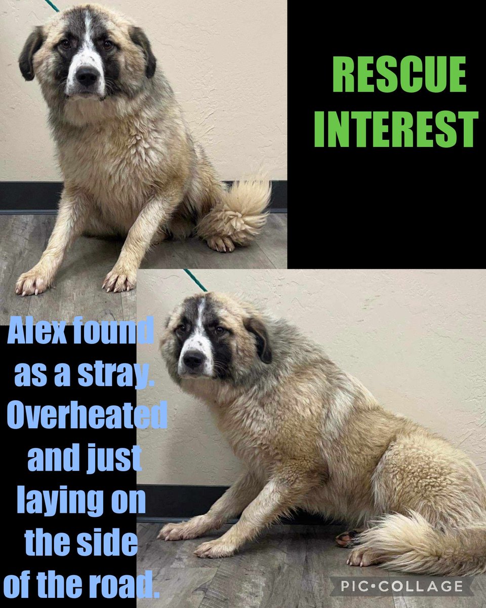 carawil17888192's tweet photo. Rescue interest needs pledges❗️ 

-0- in pledges needs pledges for vetting &amp; transport 

Can be EU for space at anytime.. 

Alex found as a stray. Overheated and just laying on the side of the road. 

Mix 
M
2 yr
55.0 lb
#A52724739 

Mount Pleasant Animal Shelter TX 

#rescue https://t.co/8185BQgmgA