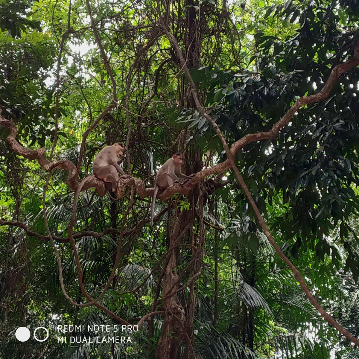#IndiAves #MammalMagic
We are not afraid of taking a swing!!
At Bhagwan mahveer wild life sanctuary, Goa.