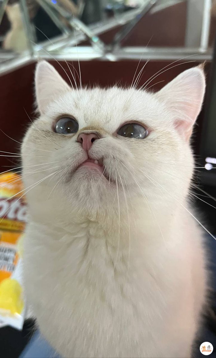 🐈 persatuan kucing mata biru mana suaranya 😼