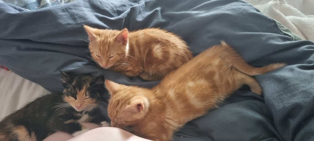ReillyNicola's tweet photo. Handed back my Foster Kittens to the @DublinSPCA yesterday and missing them dearly. Fostering is very rewarding and I would strongly recommend it. https://t.co/utVDTA5f7B