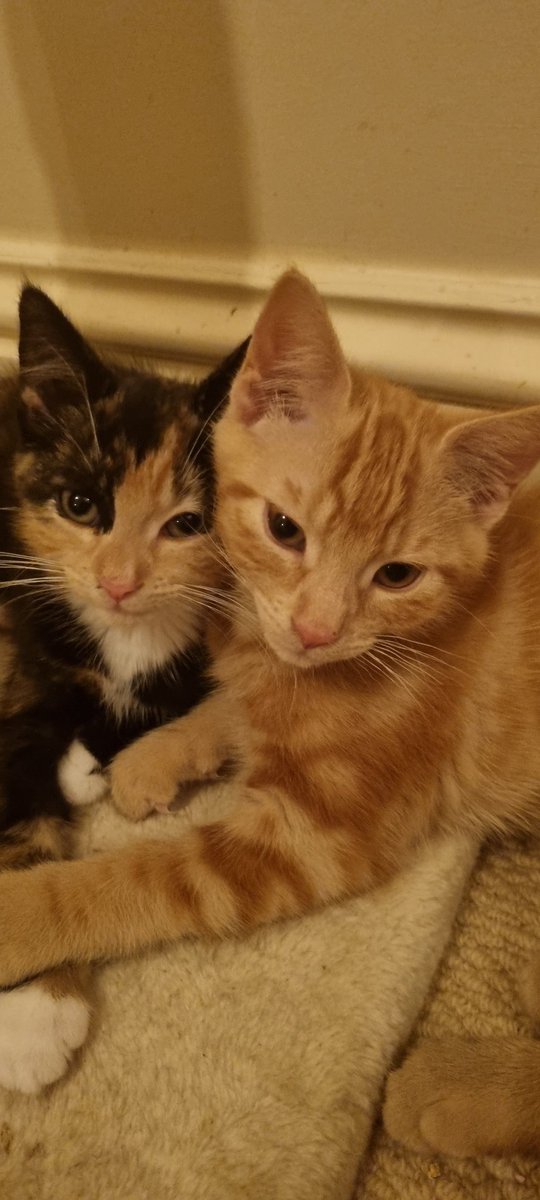 ReillyNicola's tweet photo. Handed back my Foster Kittens to the @DublinSPCA yesterday and missing them dearly. Fostering is very rewarding and I would strongly recommend it. https://t.co/utVDTA5f7B