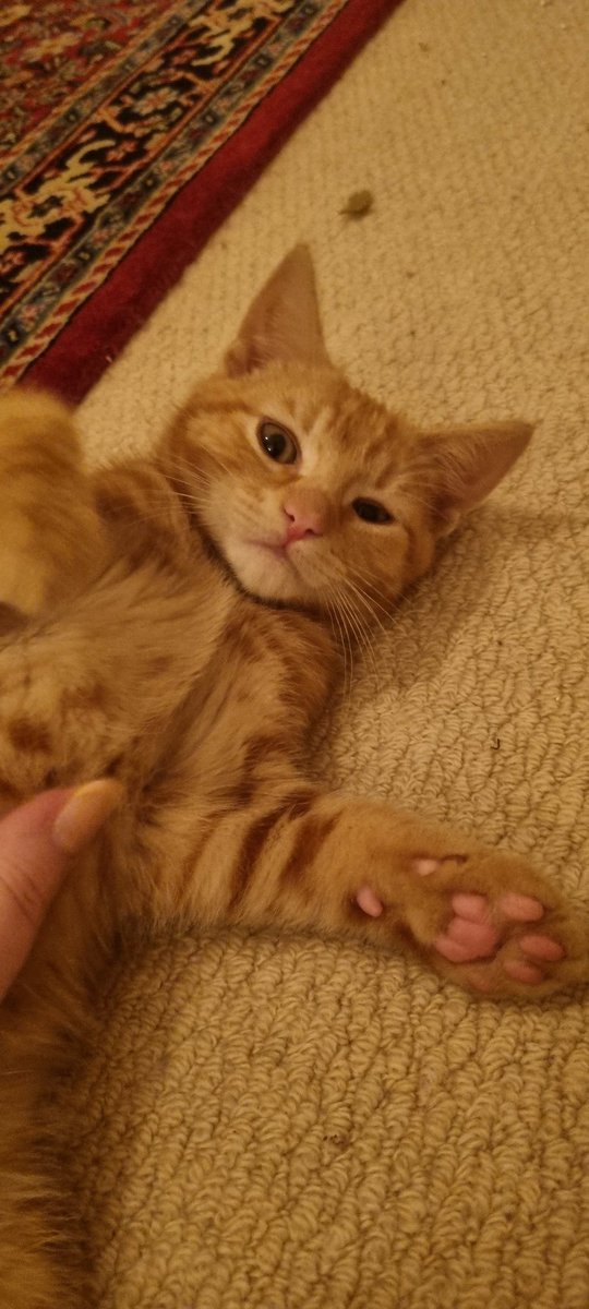 ReillyNicola's tweet photo. Handed back my Foster Kittens to the @DublinSPCA yesterday and missing them dearly. Fostering is very rewarding and I would strongly recommend it. https://t.co/utVDTA5f7B