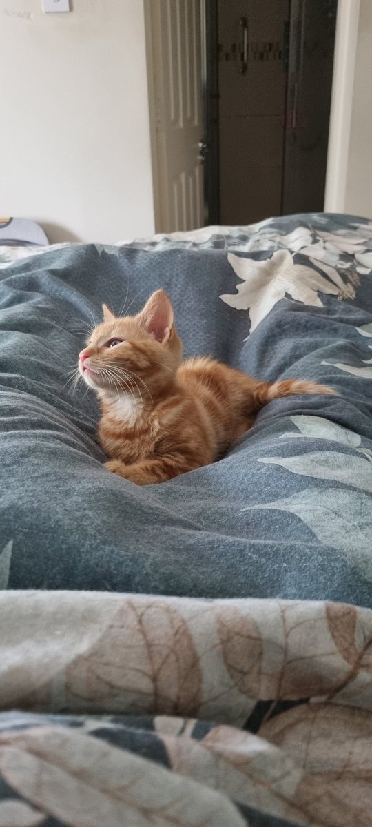 ReillyNicola's tweet photo. Handed back my Foster Kittens to the @DublinSPCA yesterday and missing them dearly. Fostering is very rewarding and I would strongly recommend it. https://t.co/utVDTA5f7B