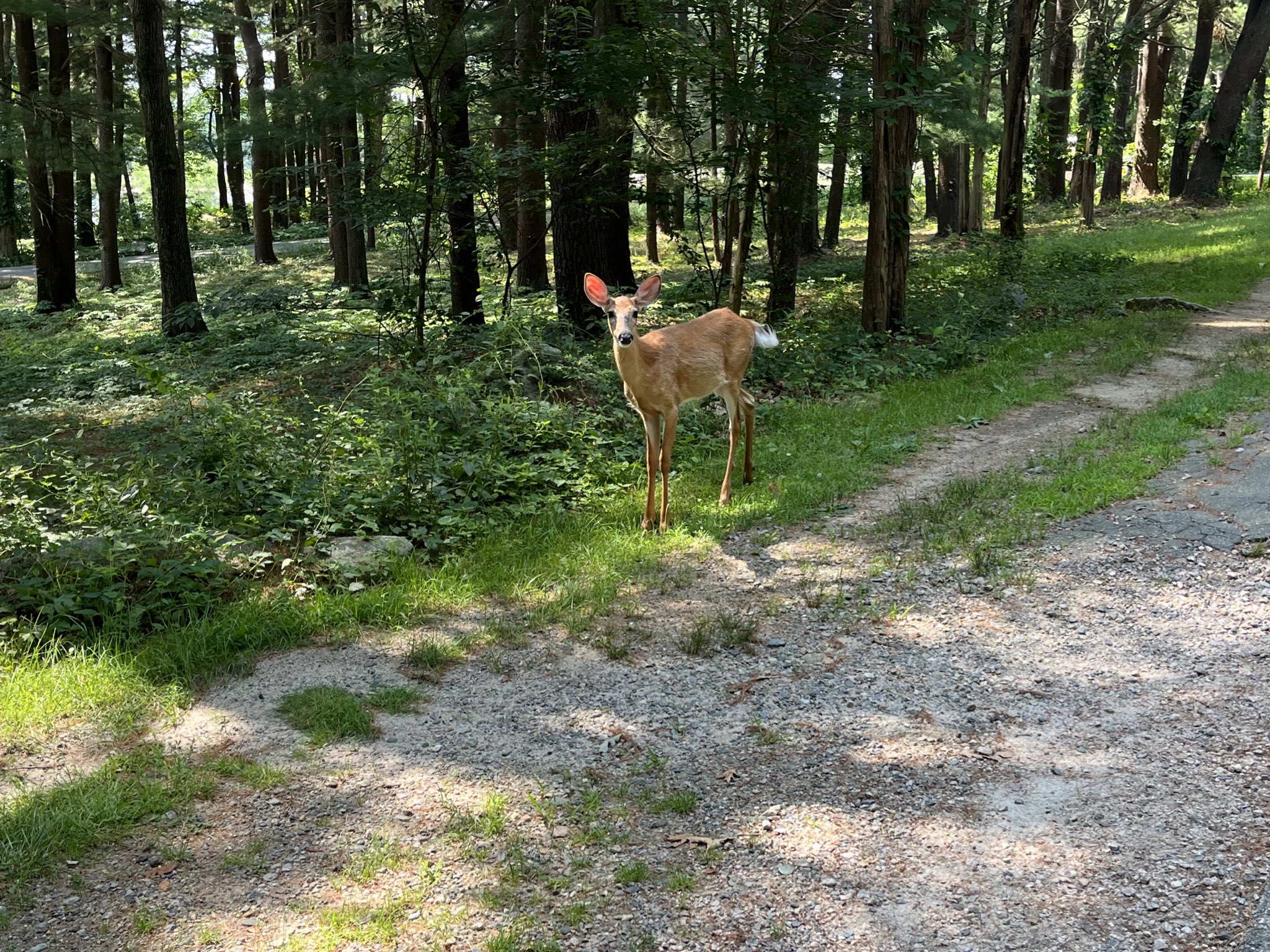 Kayla Fish on Twitter: "Made a friend at Lincoln Woods today 🦌🍃☀️ # ...