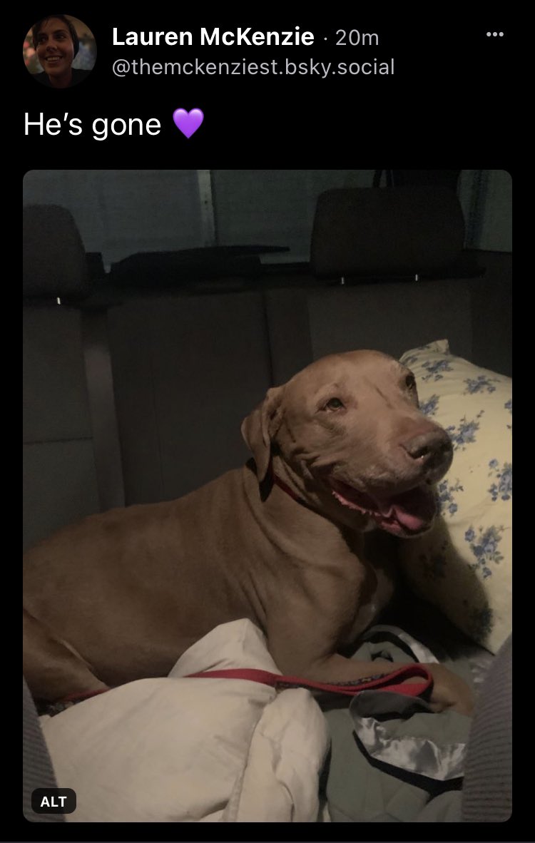 For all of my people who have been following along and asking about Charlie - we lost him a week ago today 💜. 

It’s felt impossible yet here we are. It also cost us $500 we absolutely did not have if you’re able to help $LaurenMcKenziest - so close to getting there.