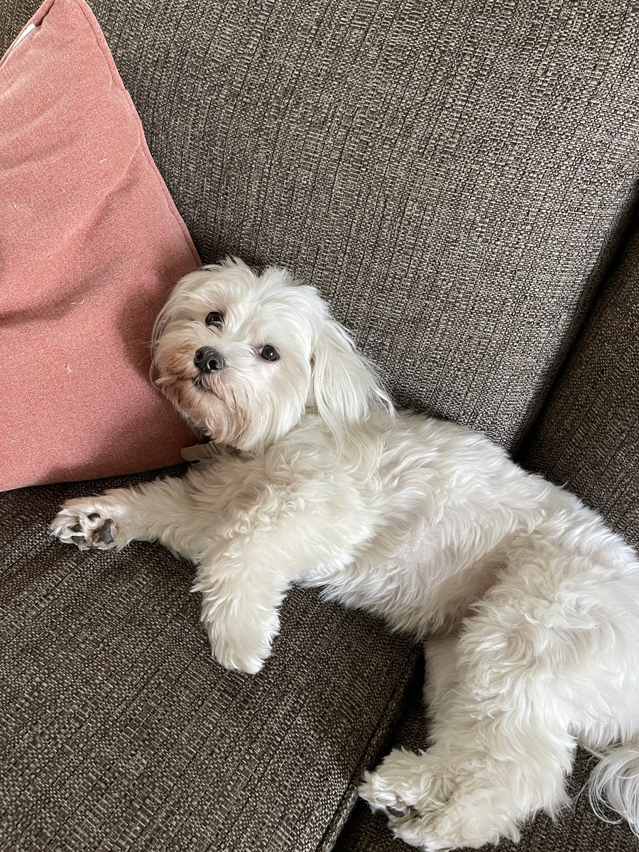 denisebarr693's tweet photo. Sorry I missed #k12prchat but I will miss my beloved Coton de Tulears Fitz and Addy! Can’t wait for Saturday. See you in St. Louis! #proudogmom #PetsOfNSPRA https://t.co/EMcFhzY8Of