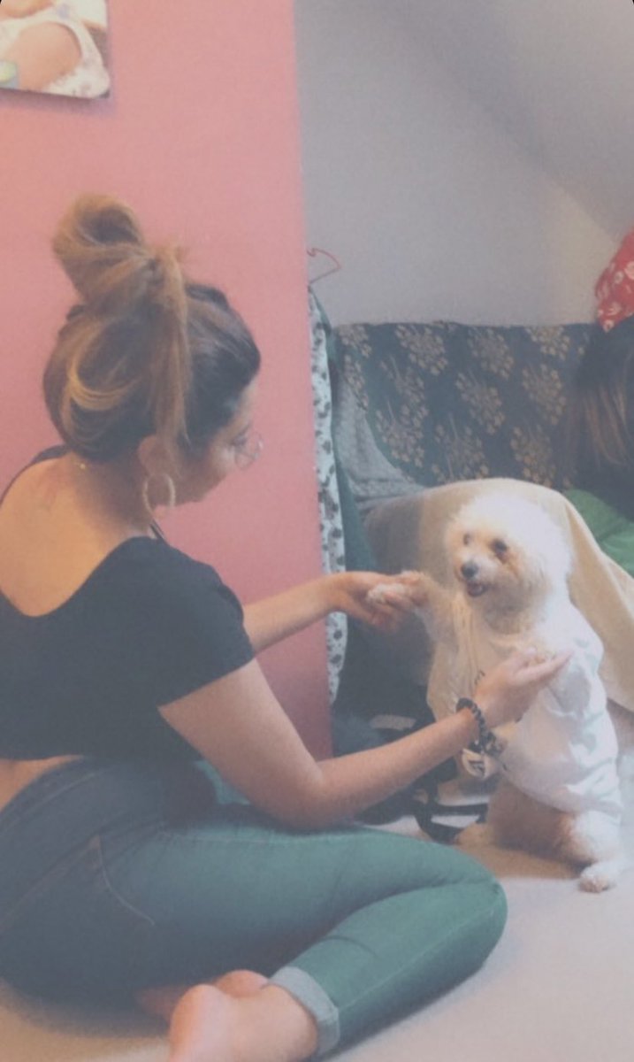 hennahassann's tweet photo. but anyway let’s look at my little angel ❤️ the best doggo to ever exist https://t.co/dFFPnYHusH