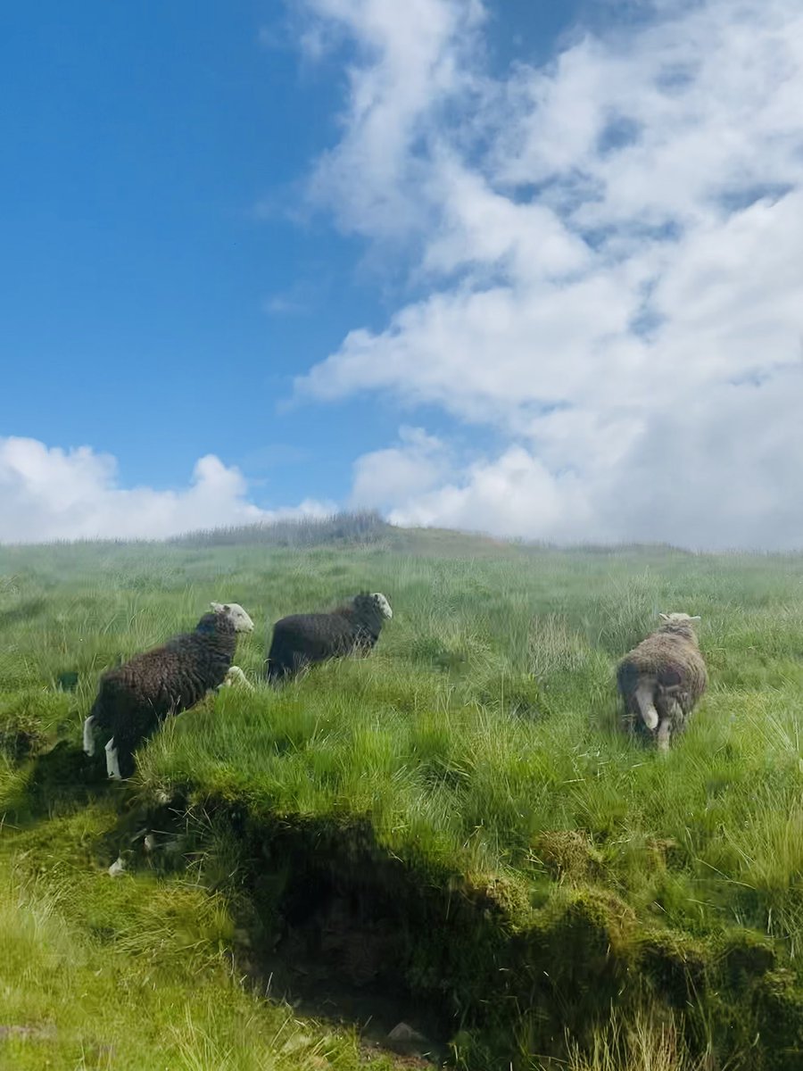 Inspirational three days away judging <a href="/FW_Awards/">FarmersWeekly Awards</a> Sheep Farmer of the Year 2023 - fantastic sheep, exceptional shepherds, demonstrating genetic diversity, finding potential in variable landscapes, profit in many formats, focus with the farming community #FWAwards <a href="/FarmersWeekly/">Farmers Weekly</a>