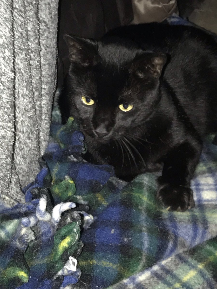HighGearIV's tweet photo. @Alexvandrya Here is mine. ‘Tis the law that if one person posts a picture of their cat, others gotta post theirs. Lol https://t.co/Sqhd8SxQH2
