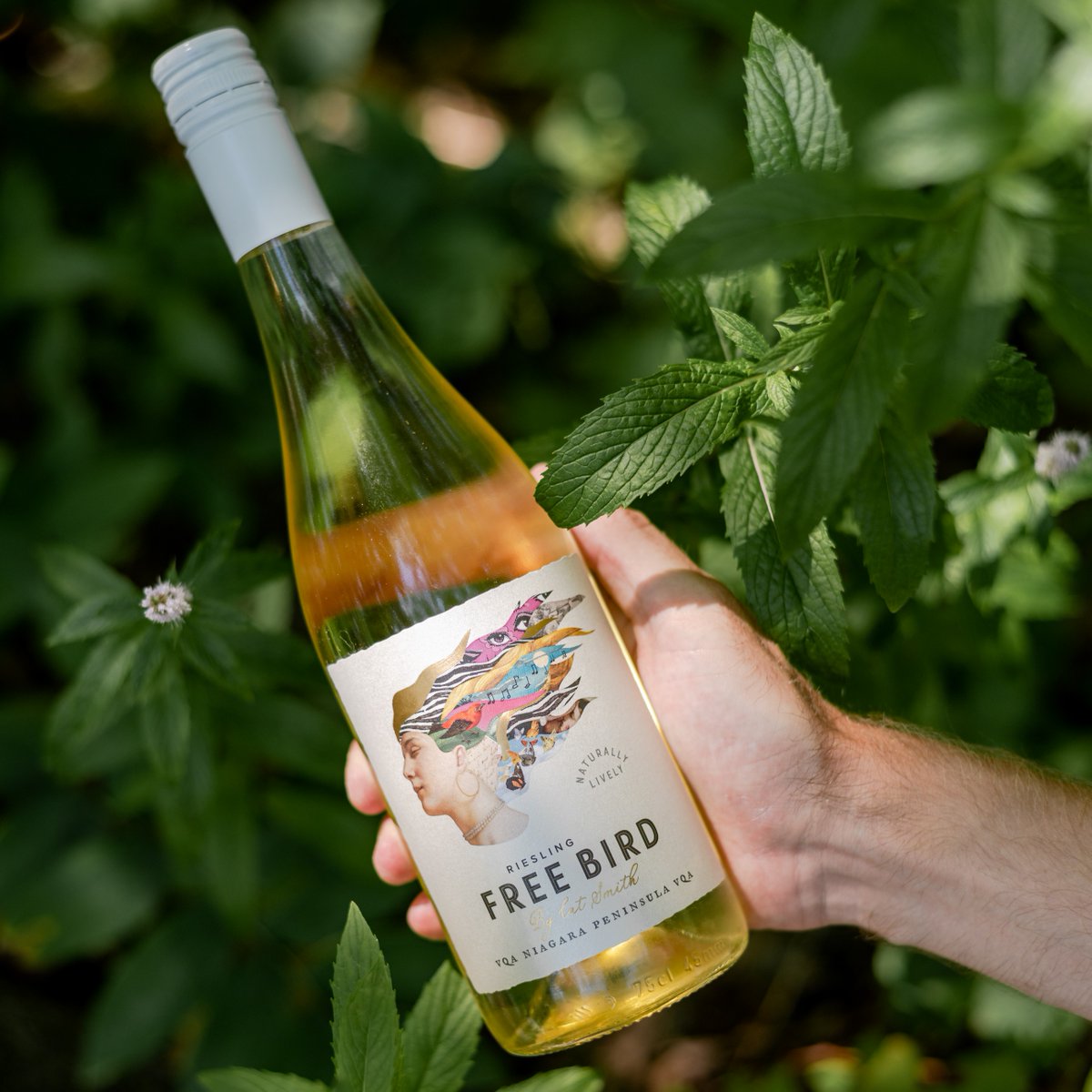 speckbroswine's tweet photo. Kickstart your week with Free Bird Riesling. We recommend pairing it with zesty Shrimp Tacos: https://t.co/w5F8PhvC6T. Find your bottle at your local LCBO or buy online here: https://t.co/liiGBPqYle. ๐ฎ
#FreeBirdRiesling #Riesling #VQA #NiagaraMade #Niagara #SupportLocal https://t.co/KCBg5AQ8UW