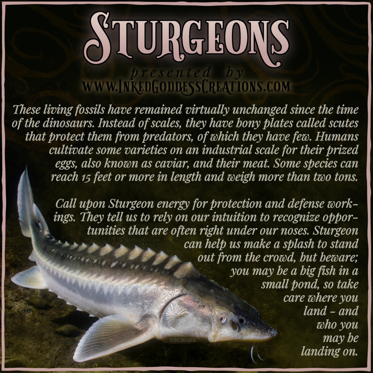 inkedgoddesshop's tweet photo. ~ New item! ~
Sturgeon Full Moon Ritual Kit for Aug 1st Aquarius Full Moon- DIY Beeswax Candle ~ $10.00
https://t.co/8uU9r29pf2
#FullMoon #SpellKit
Unlock the magick of the Sturgeon Full Moon on August 1st with this astrologically-inspired DIY beeswax candle kit! https://t.co/36WOwvxZyI
