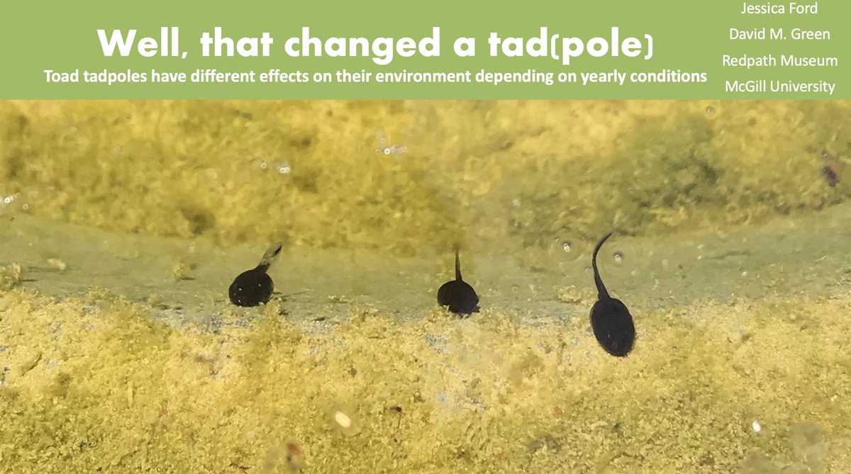 Do the effects of tadpoles on ecosystems stay constant between years? Turns out, they don’t! Come hear more at my talk tomorrow morning at 10:15 am in Norfolk 6. #JMIH2023