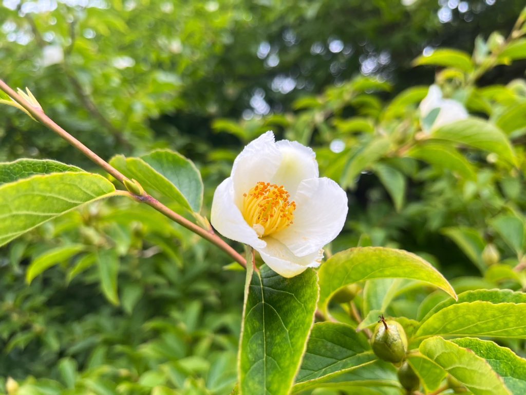 Evening walk  around <a href="/TheBotanics/">Royal Botanic Garden Edinburgh</a> dodging the rain showers! 1) Dierama pauciflorum,2) Lilium lankongense,3) Erigeron glaucus 'Elstead Pink',4) Stewartia pseudocamellia