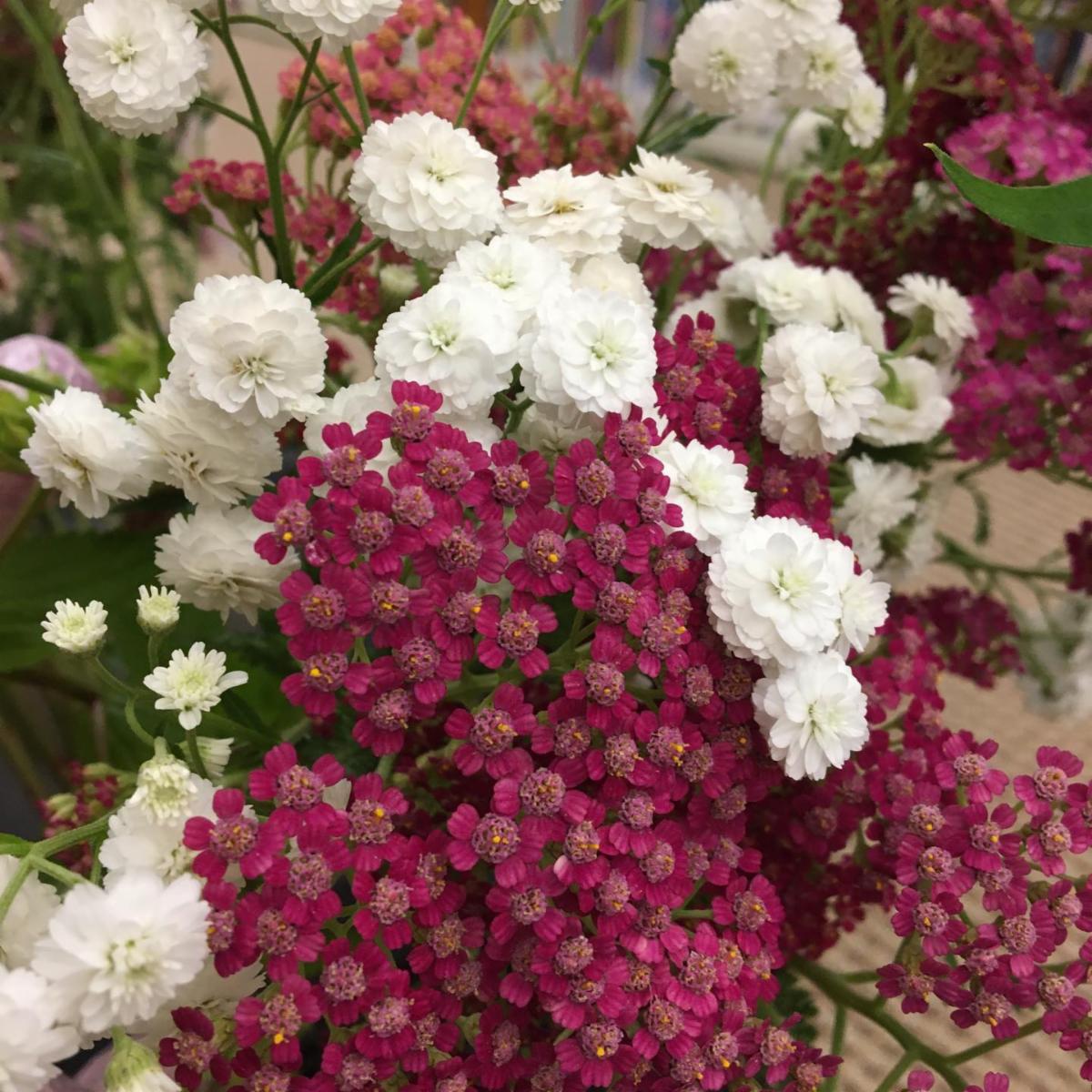 VisitEssexMA's tweet image. Beautiful bouquets support @essexpubliclibrary #repost This week’s bouquets donated by Holly Read are just gorgeous! Purchase one for $10 to help support future library programming. Library info: conta.cc/3eiDQ9h

#tohpburnhampubliclibrary #freshflowers #essexma