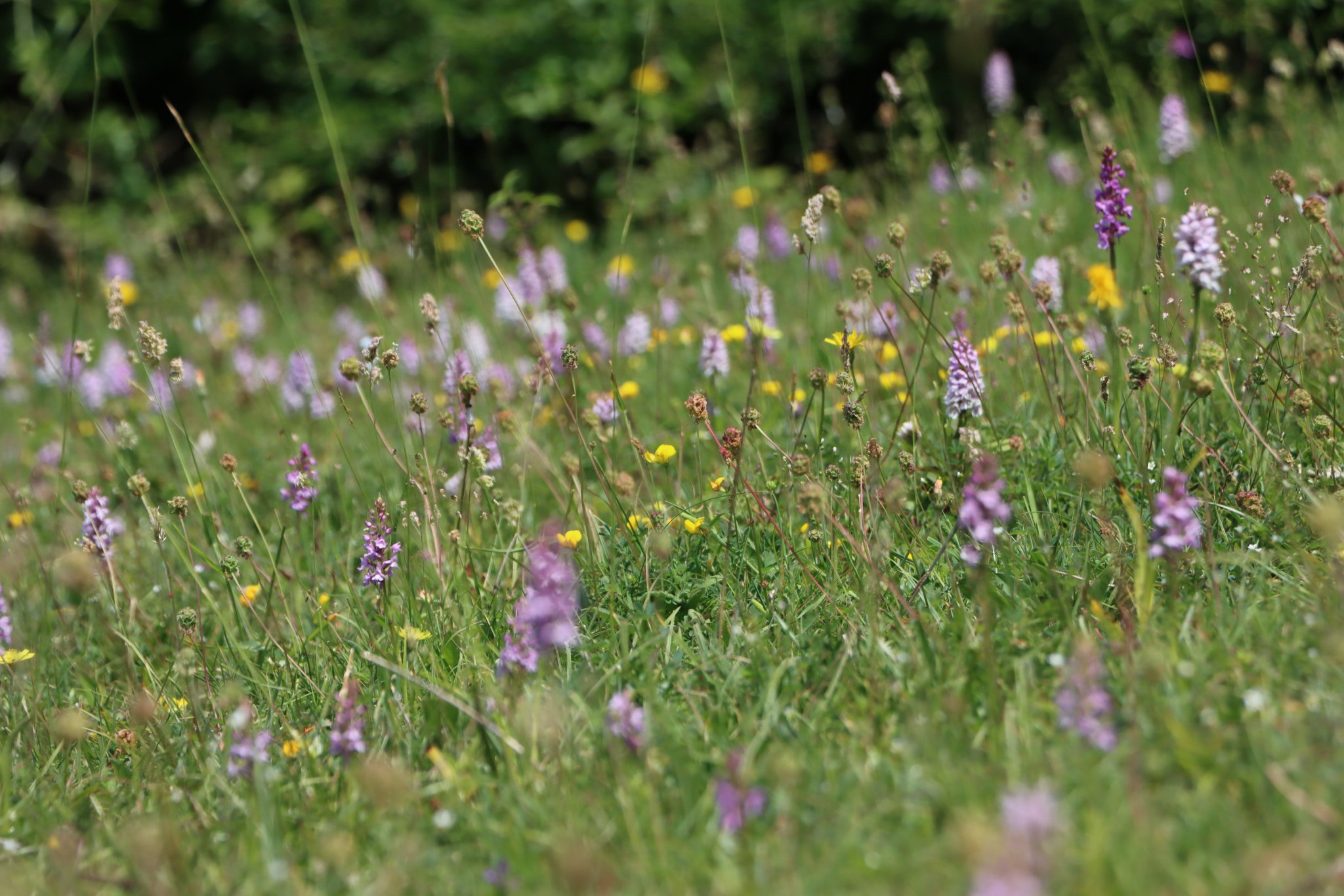 The South Downs NT on Twitter "**JOB OPPORTUNITY** Communications and