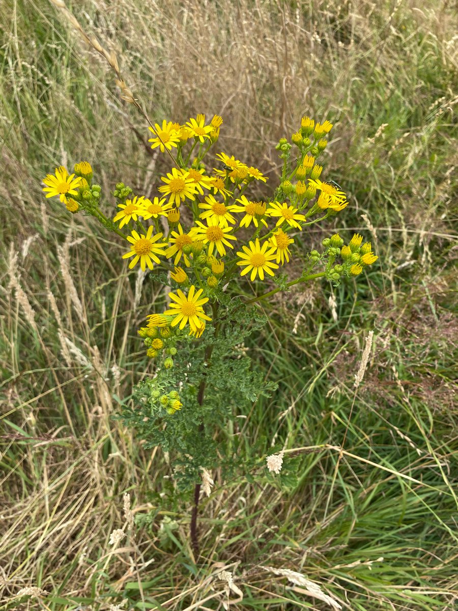 ⚠️ Ragwort is in flower ⚠️ If you are making hay, check your fields before mowing and remove any yellow perils because they are toxic to horses. #horses #horsehealth #equinehealth #ragwort