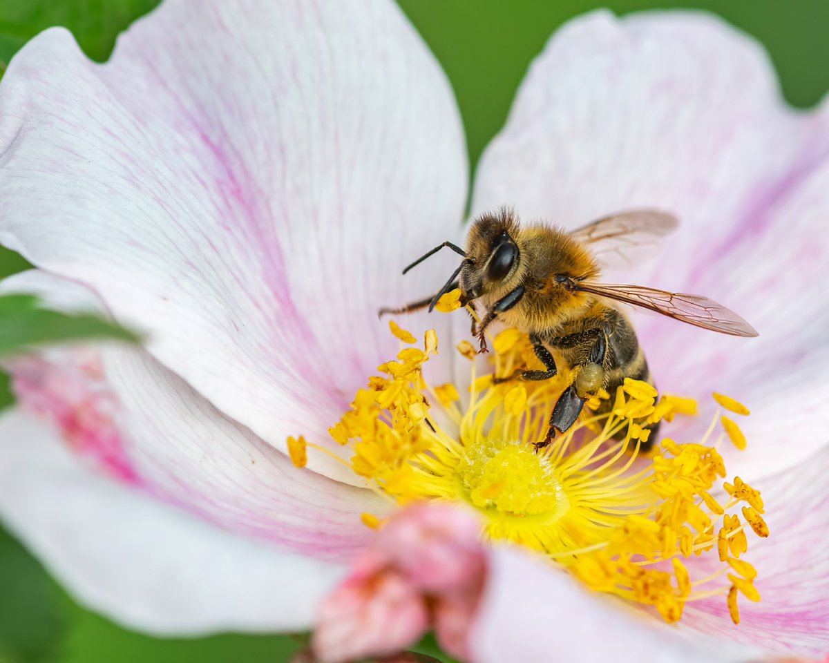 With prairies alive and pollinators zipping from plant to plant, this Women’s Prairies and Pollinators Event is the perfect opportunity to learn more about North Dakota’s unique prairie ecosystems! 

Space is limited, and registration closes Friday! 

act.audubon.org/a/prairies-pol…