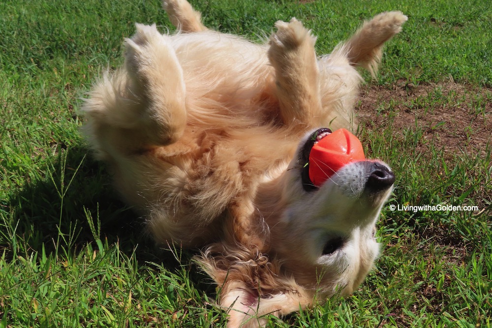 MaineGolden's tweet photo. “And I urge you to please notice when you are happy, and exclaim or murmur or think at some point, 'If this isn't nice, I don't know what is.'” 
~ Kurt Vonnegut 
#WednesdayWisdom #LearnFromDogs #BeMoreDog https://t.co/qRrEzNNFcc