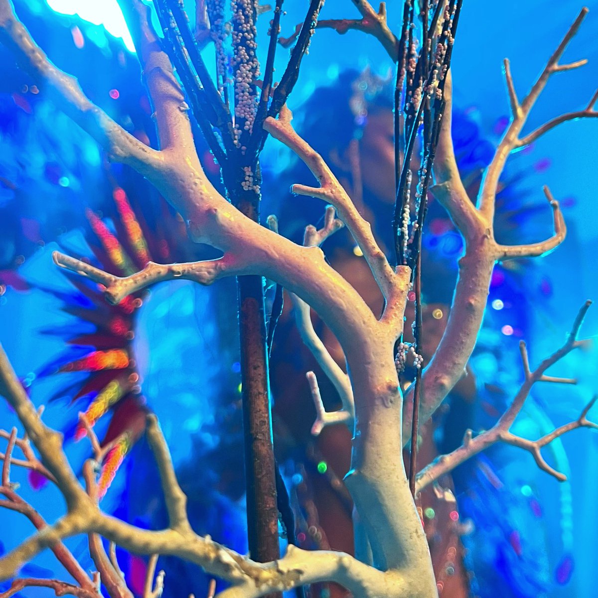 PURE Carnival tweet media