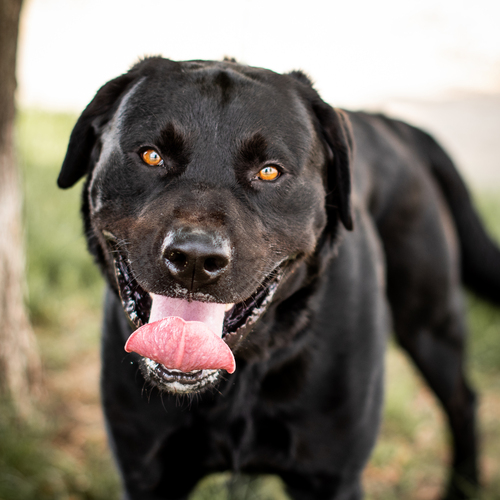 🐾✨❤️ Waggin' Wednesday: Boone ❤️✨🐾

Meet Boone Tonight at the bird cage for the <a href="/canaries/">Sioux Falls Canaries</a> Waggin' Wednesday game! ⚾️

Purchase Tickets here ---> tinyurl.com/35c5z9dm

And learn more about Boone here ---> tinyurl.com/3tmzh2kk