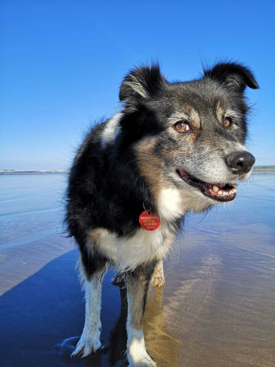 Mountain Rescue Search Dogs England tweet media
