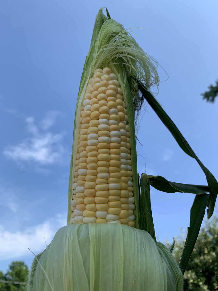 The wait is OVER! <a href="/WelshBros/">Welsh Bros.</a>