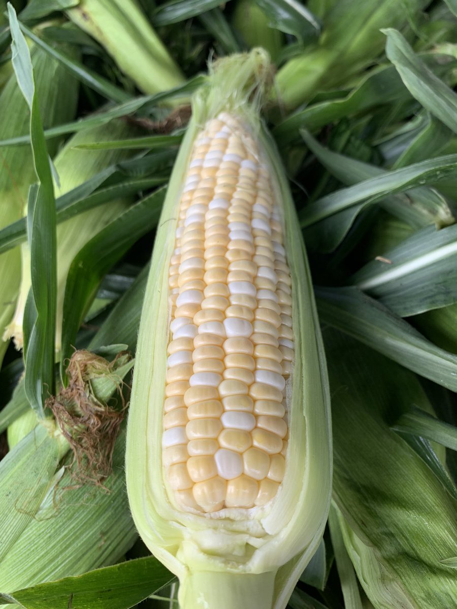 No better time than the present!  Local Sweet Corn now in season! <a href="/WelshBros/">Welsh Bros.</a>