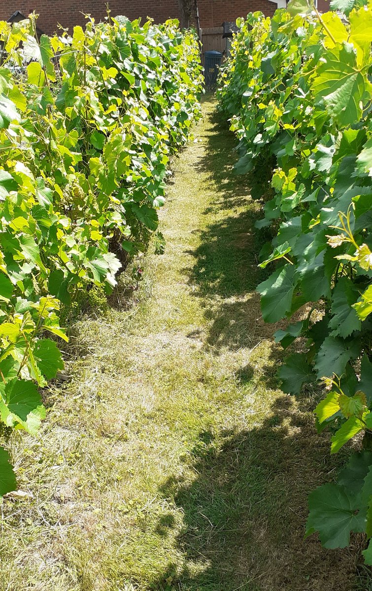 At the allotment this morning I found one of my supporting posts had collapsed but thanks to Anne and two friends it was restored. After the initial worry there were grounds for optimism. There might be grapes to pick in September - if the badger and fox don't beat me to it!