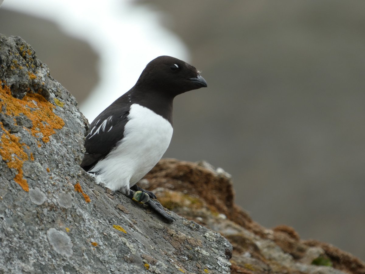 KristinPiening's tweet image. Three years ago this #LittleAuk was deployed with a #geolocator as a chick. Today (after 5 days of observation!) we retrieved it and are very curious to see where it spent its first year(s) of life! 🌍
#teamauk #seabirds #Hornsund #Arctic