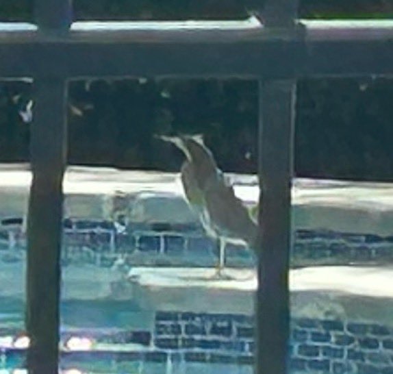 Megan Gilliland tweet media