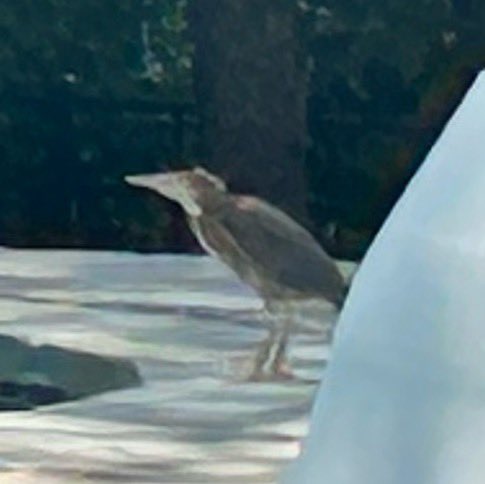 Megan Gilliland tweet media