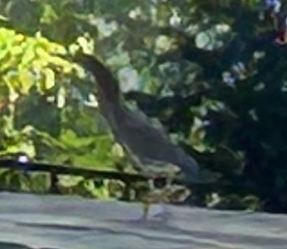 Megan Gilliland tweet media