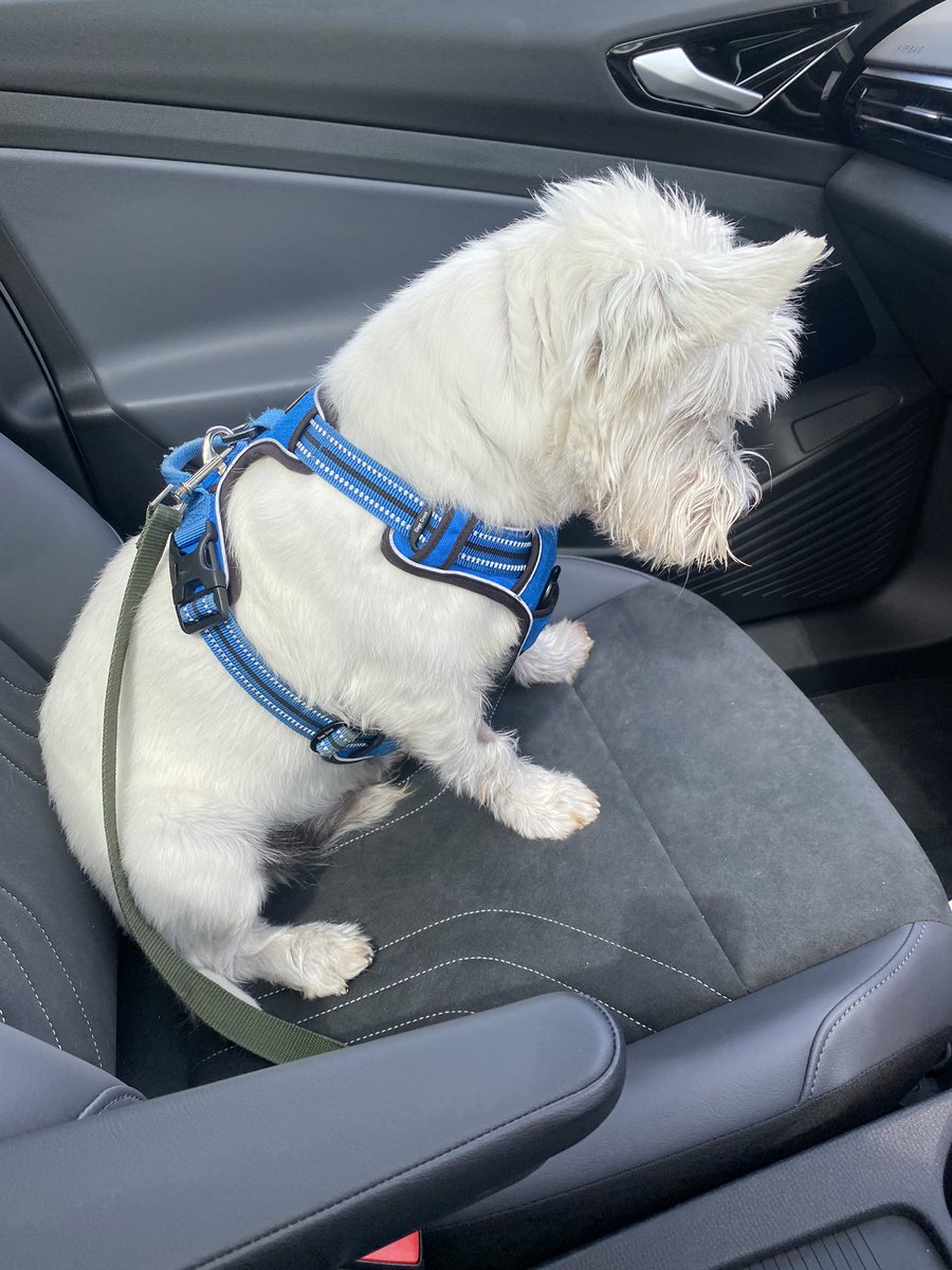 Albert the westie tweet media