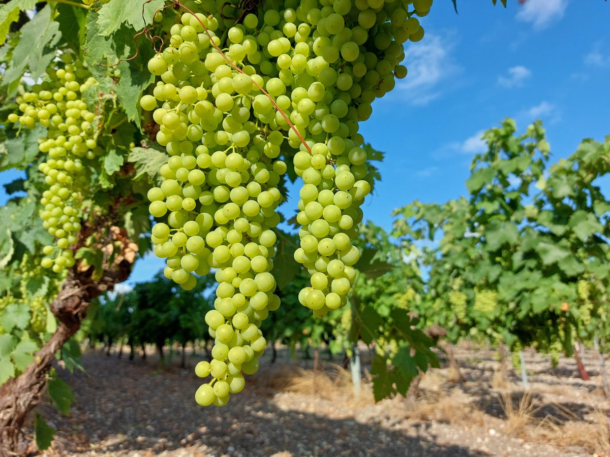 LeCourty's tweet photo. In the vineyard this evening...
#vineyard #vines #grapes #cognac #vineyardview #pineaudescharentes #privatepool #holidayvilla #villawithpool #France #charentemaritime #villafortwo #ruralretreat #villawithpool #sawdaystravel #romanticgetaway https://t.co/k6GBt6MJzk