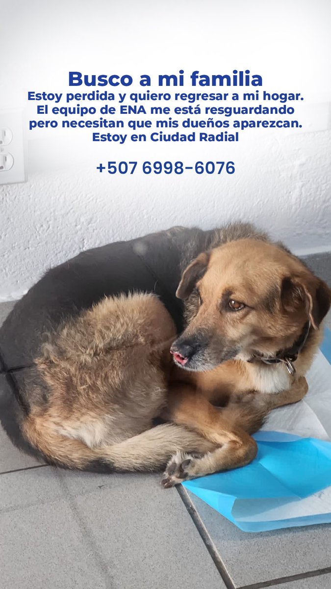 ENACorredoresPA's tweet photo. Ayúdennos a encontrar a su familia 🐶 https://t.co/gN45hjzzeW