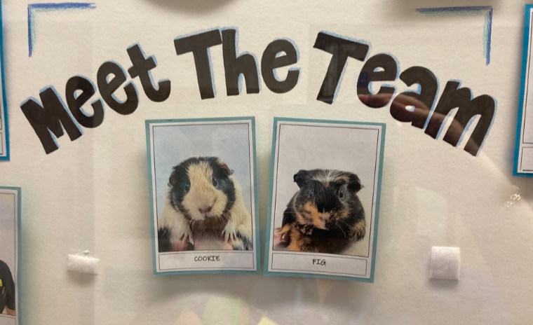 MarieDaCosta6's tweet image. @SABP_healthtech visiting our inpatient services @SpenserWard2 today.Huge appreciation for our amazing @NursingSabp who deliver exceptional care with compassion and kindness🌟 🩷Bonus we got to meet two new team members 🐹😍#forabetterlife  #peoplebeforetechnology @SABPDigital