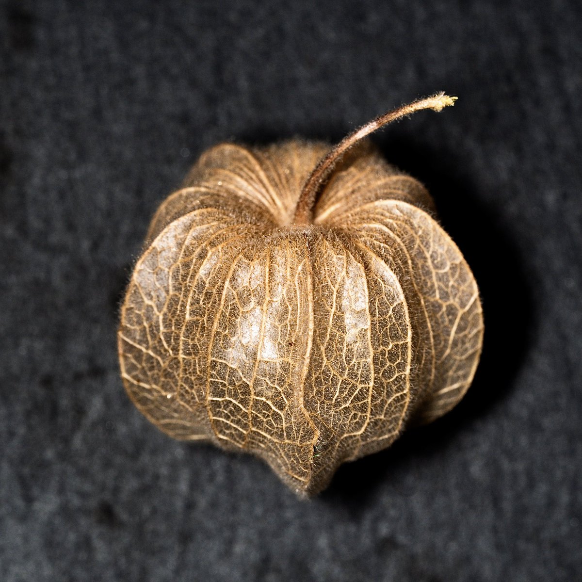 tho_wo's tweet photo. Day 280: not an apple
#PhotographyChallenge #PicOfTheDay #PhotoADay #PhotoOfTheDay #365photochallenge #photo #photography #SonyAlpha #SonyAlpha6100 #Sony90Macro https://t.co/LLnfKnepEZ