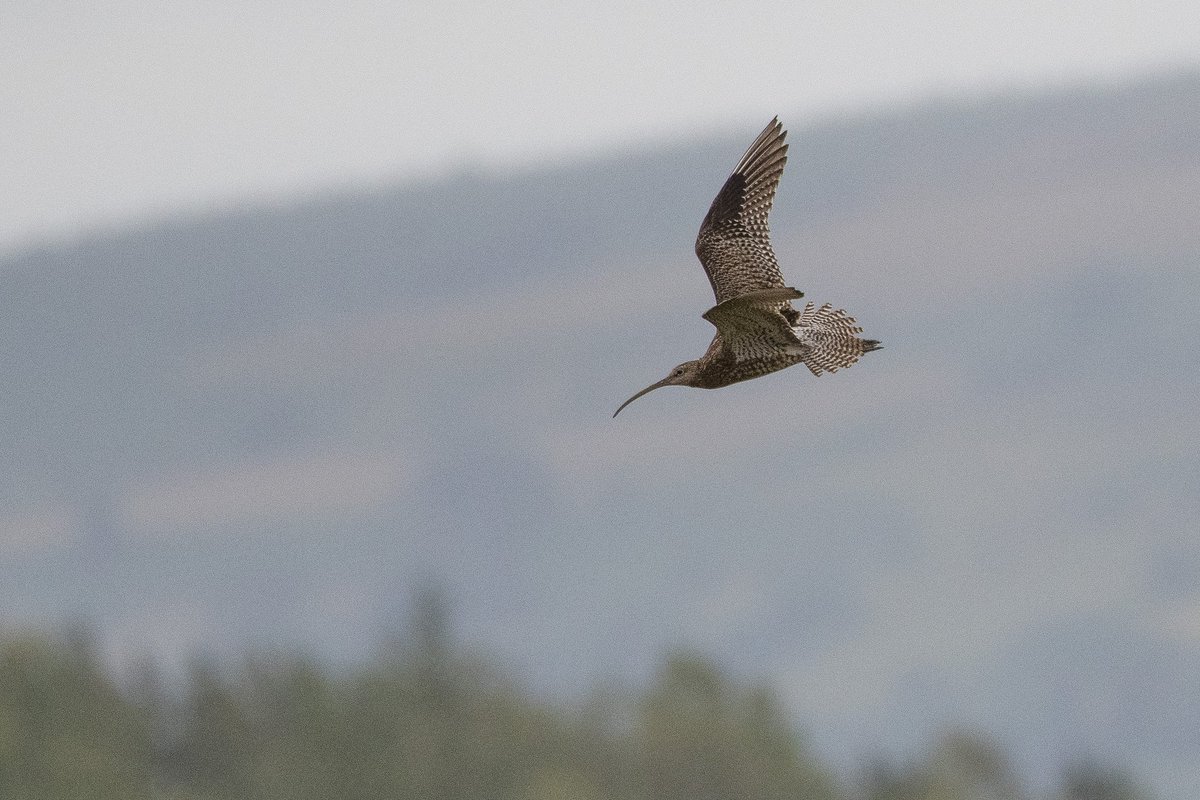 Platchet's tweet photo. @CurlewAction Managed a distant shot of an adult watching out for an only surviving chick today. A Red Kite tried it's luck but was soon scared off by its aggression. Sadly a rarity now in the South Wales Valleys. https://t.co/mfXruDZXw0