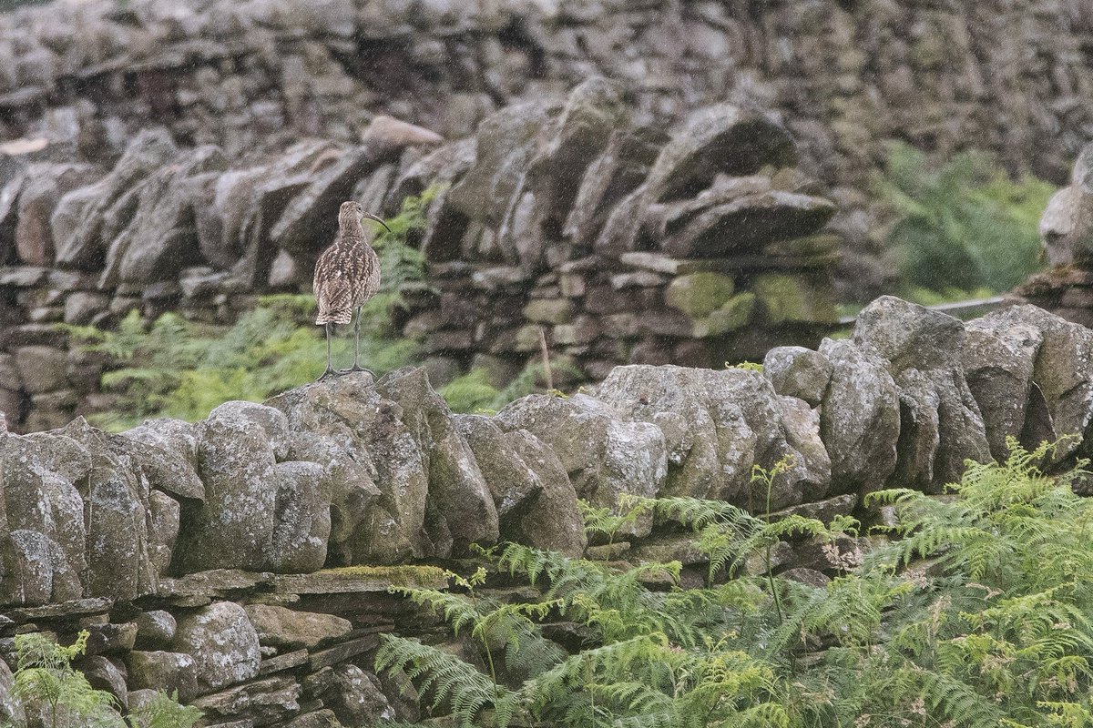 Platchet's tweet photo. @CurlewAction Managed a distant shot of an adult watching out for an only surviving chick today. A Red Kite tried it's luck but was soon scared off by its aggression. Sadly a rarity now in the South Wales Valleys. https://t.co/mfXruDZXw0