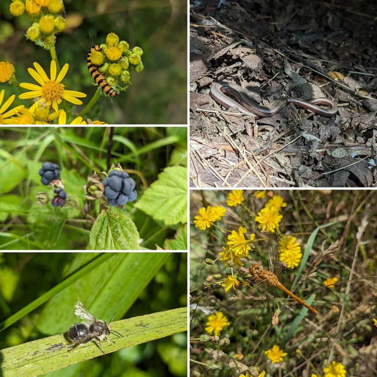 Dungeness today with <a href="/JacTurner_Moss/">Jacques Turner-Moss</a>

Lots of butterfly, damselfly and dragonfly, far too quick to photograph ... including a Brown Argus

Lots of wind too!

Thanks Jac - fabulous day

#naturereserve #dungeness #insectwatch