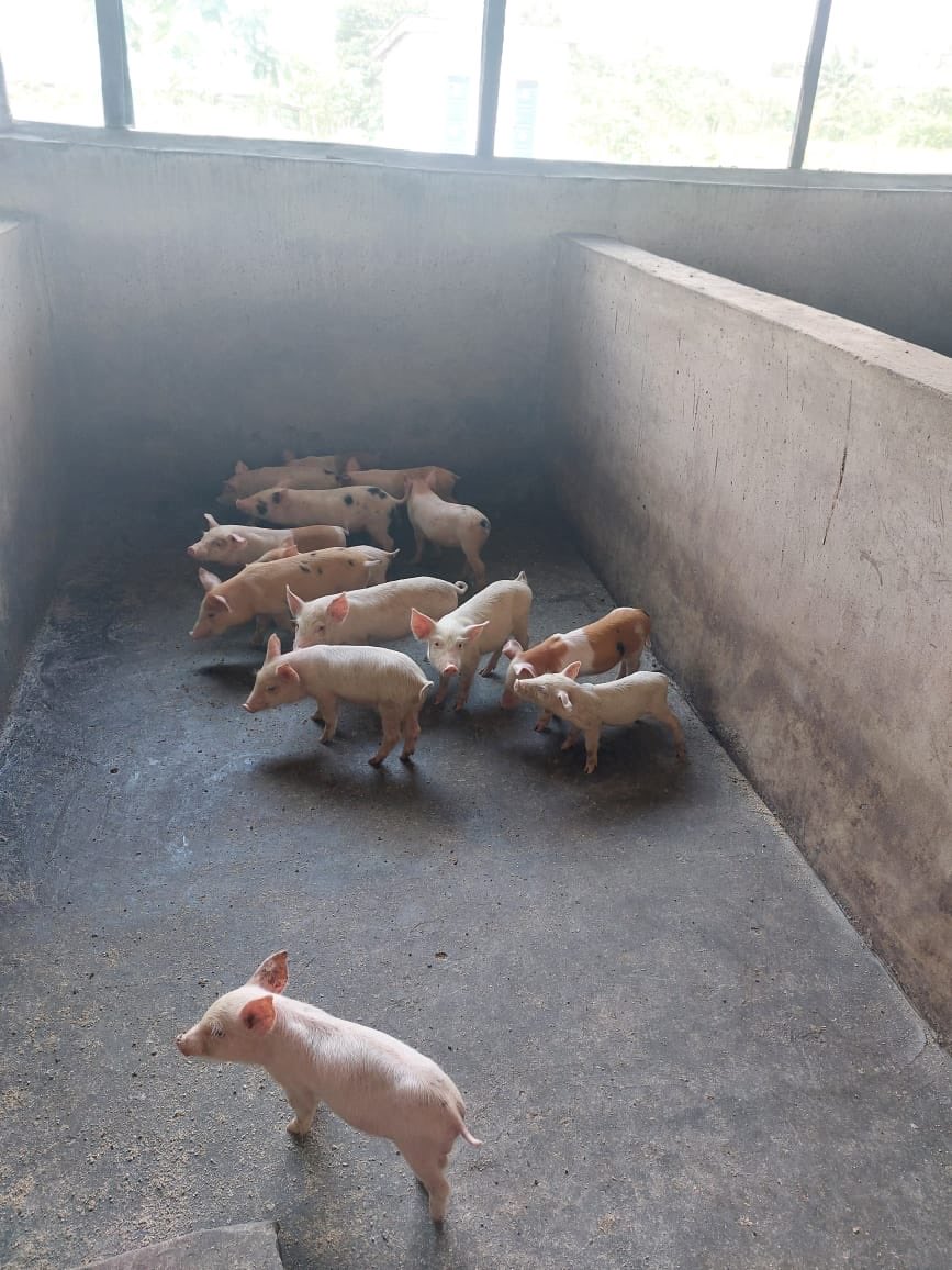 Are you looking to restock your piggery or starting off newly, but can’t afford purebreds?

We have over 50 of these high grade mixed breeds weaners (4 weeks) available as fatteners or breeders for N20k each.

DM or WhatsApp 07088105473 to place your orders.