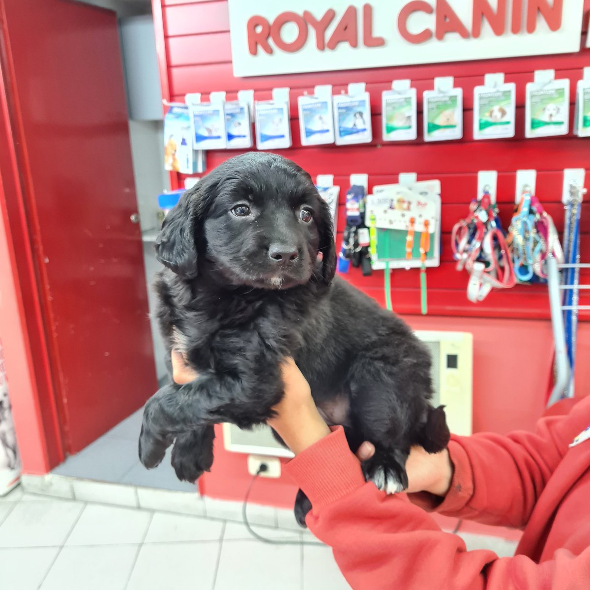 Esta gordita fue encontrada en una  bolsa de basura esta mañana. La vimos con el vete. Tiene 2 meses y es mezcla de labrador con retriever. Está muy bien de saud. La tiene Jessica 1162814812. Por favor Rt para que la adopten! GRACIAS!