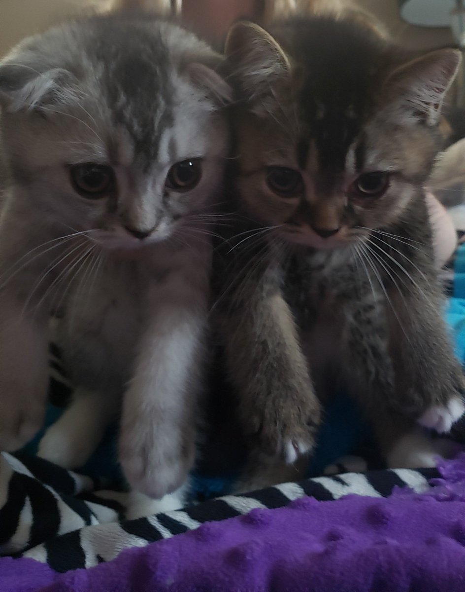 NewfieMonkey tweet media