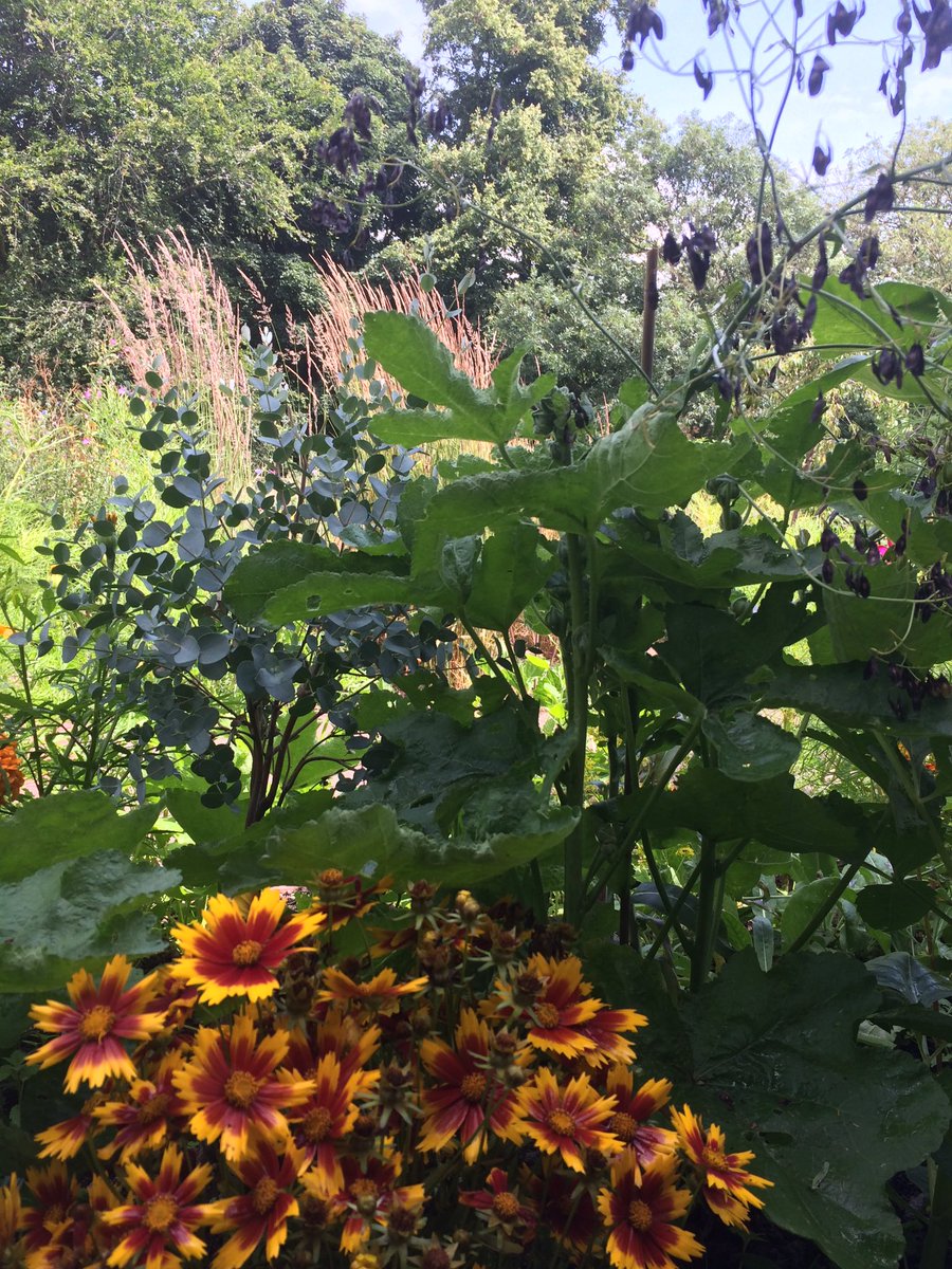 Just a few photos from the dye garden at Crow Nest Park, Dewsbury. It’s looking great! @WovenInKirklees #growingcolourtogether