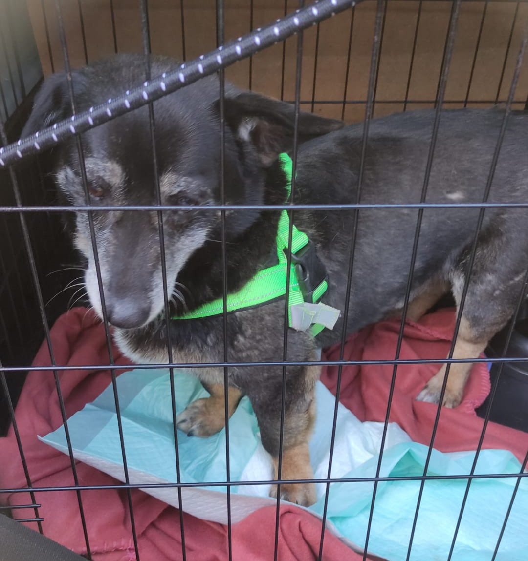 OmmenAlert's tweet photo. Vanochtend is de bovenstaand hond ontsnapt in de omgeving van het centrum van Ommen. Hij luistert naar de naam Gutek, en is klein van stuk. De hond is lief voor kinderen en soortgenoten. Hij is voor zover bekend het laatst gezien in de Chevalleraustraat, en is tot op heden zoek. https://t.co/uUFLeSbAlm